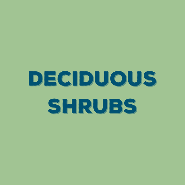 Deciduous Shrubs Herring Run Nursery