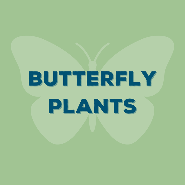 Butterfly Plants (Nectar) Herring Run Nursery