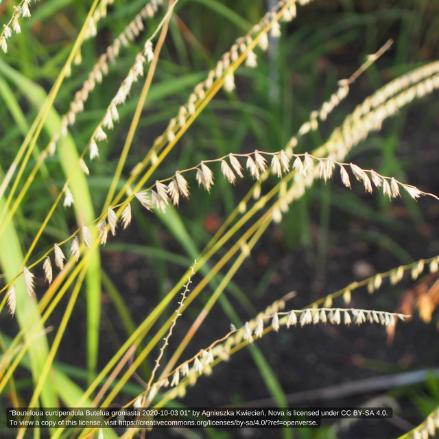 Maryland Native Grasses Ecological & Ornamental Grasses of Maryland Herring Run Nursery