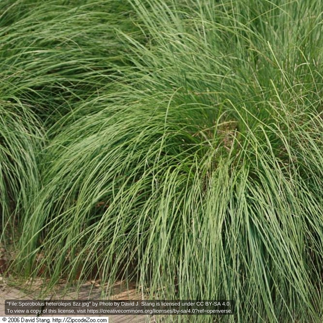 Maryland Native Grasses Ecological & Ornamental Grasses of Maryland Herring Run Nursery