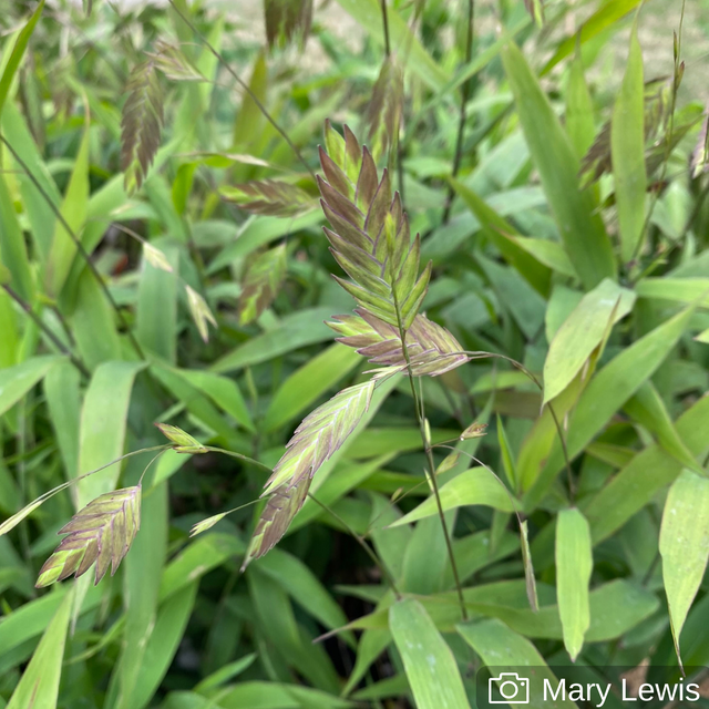 Maryland Native Grasses Ecological & Ornamental Grasses of Maryland Herring Run Nursery