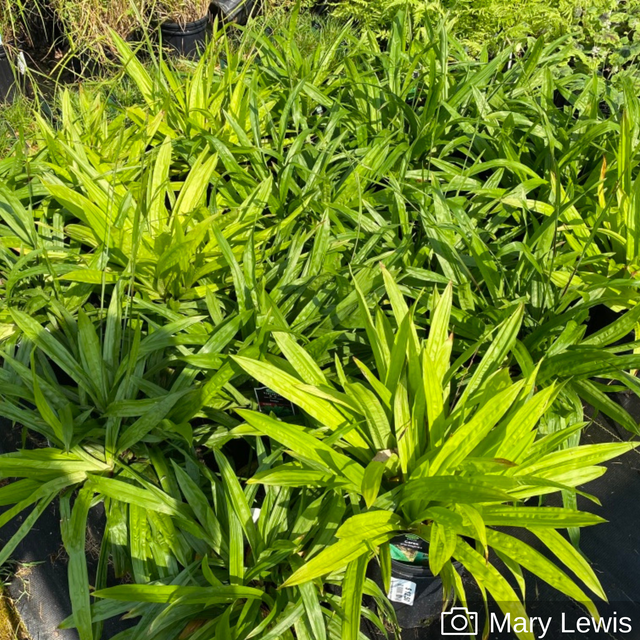 Shade Herring Run Nursery