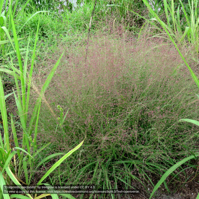 Maryland Native Grasses Ecological & Ornamental Grasses of Maryland Herring Run Nursery