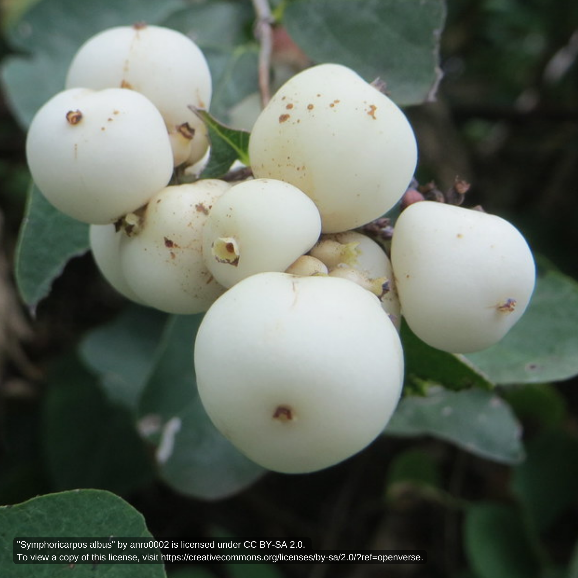 SymA_ Snowberry Herring Run Nursery