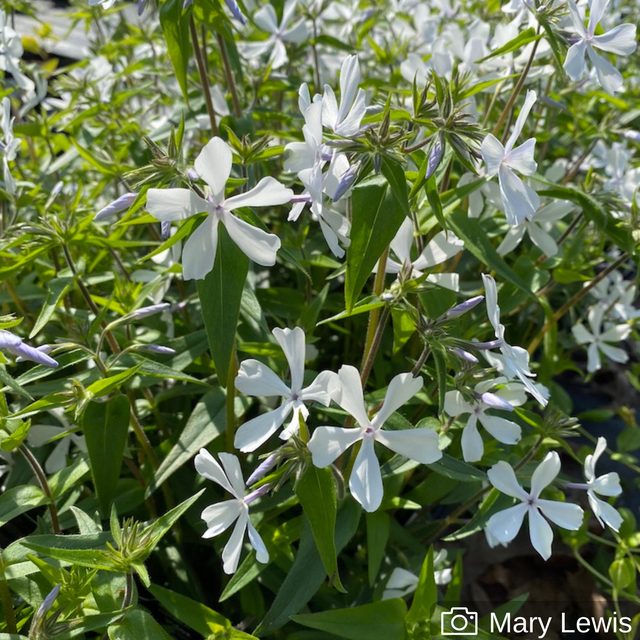 Shade Herring Run Nursery