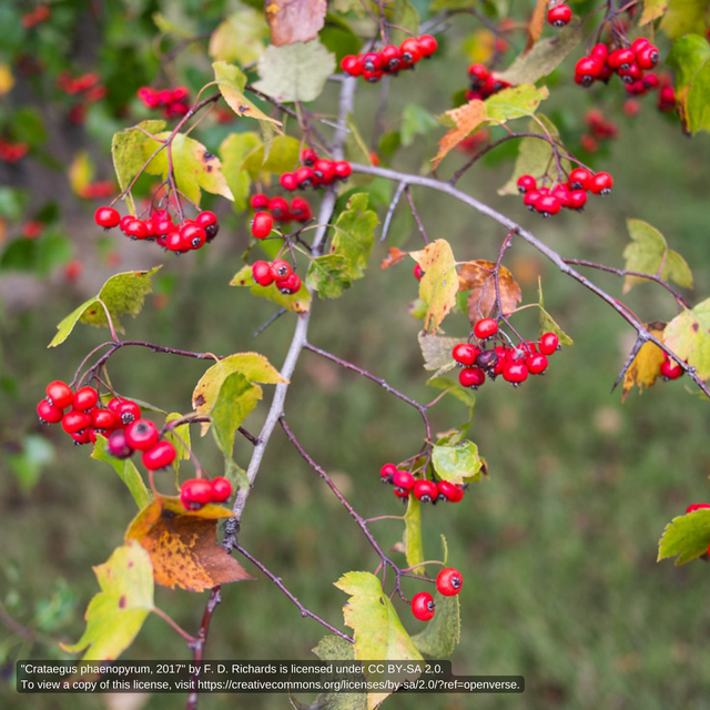 Ornamental Trees Herring Run Nursery