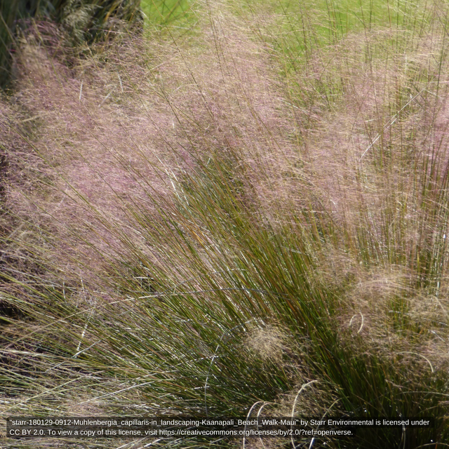 Maryland Native Grasses Ecological & Ornamental Grasses of Maryland Herring Run Nursery